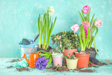 Spring Gardening concept. Gardening tools, herbs and plants on light blue wooden table. Spring outdoor garden works concept. Flat lay, top view