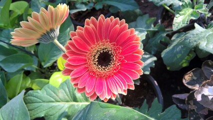 Scenic View of Gerbera Daisy flower and plant
