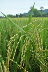 Closer look of rice plant in paddy fields