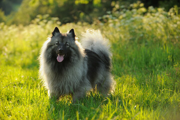 Keeshound in the countryside...Wolfsspitz