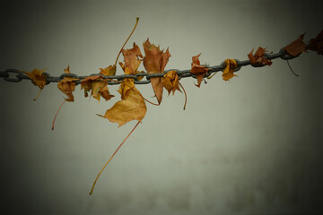 Autumn leaves from trees are inserted into the chain, chain of leaves