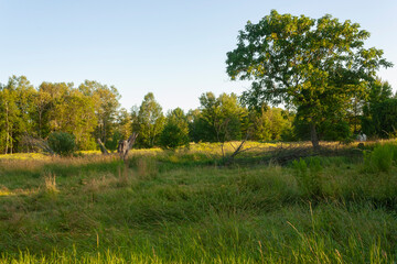 Trees in the field