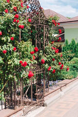 Beautiful rose in the garden