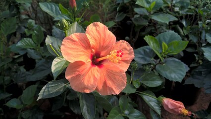 scenic view of Hibiscus or rosemallow flower and plants for multipurpose use