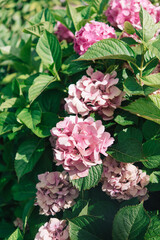 Hydrangea flowers in the garden