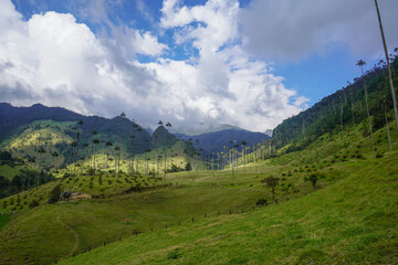 Valle de cocora natural reserve - Colombia natural beauty wax palm