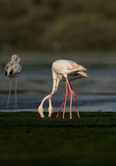 A pair of Greater Flamingos feeding at Eker creek in the morning, Bahrain