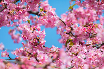 Japanese White-eye With Cherry Blossoms(Japanese Name Is Kawazu-zakura) At Shibuya, Tokyo, Japan