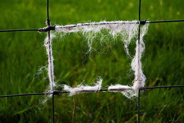 Sheep wool on a wire fence.