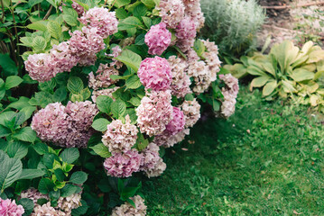 Hydrangea flowers in the garden