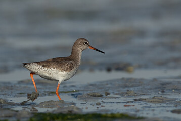 Common Redshank searching food at Eker creek, Bahrain