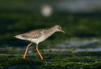 Common Redshank searching food on green at Eker creek, Bahrain