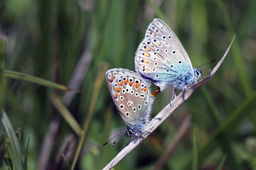 Azuré de la sariette