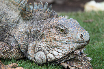 Terrestrial Iguana of Guayaquil in Ecuador 