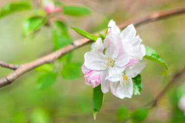 apple blossom