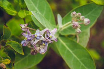 A close up of a well known orchid flower plant from bali, indonesia.
