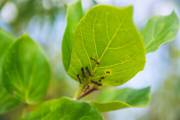 A close up of ants under a leaf.