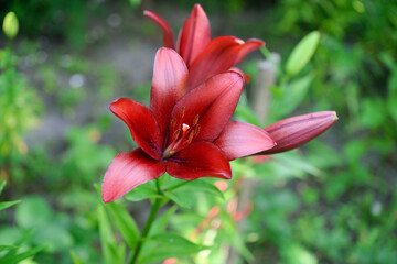 Blooming lily on a green background