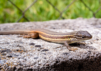 Long-tailed lizard from above