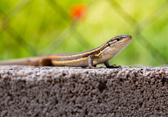 Long-tailed lizard (Psammodromus algirus) raises its head