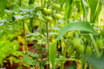 Gardening and agriculture concept. Organic tomatoes growing in greenhouse. Greenhouse produce. Vegetable food production.