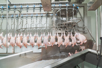 The chickens are hung on a rail in the production process.