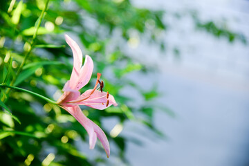 Blooming lily on a green background