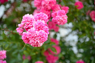 Beautiful rose in the garden