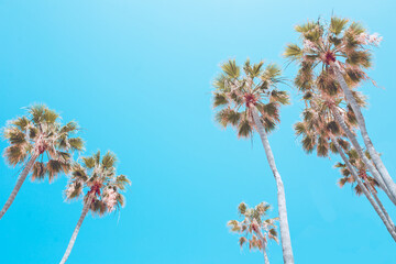 palm trees on the beach and blue sky