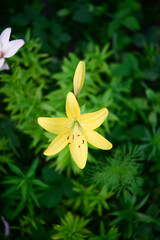 Obraz premium Blooming lily on a green background