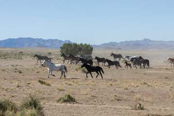 Fototapeta na wymiar Herd of Wild Horses Runnng Across the Utah Desert