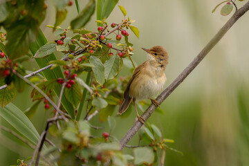 Rousserolle turdoïde