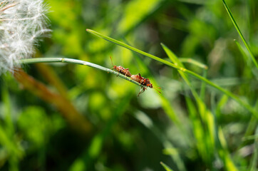 A couple of Cinnamon Bugs (Corizus hyoscyami) copulating on a grass leaf