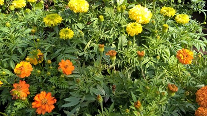 Scenic view of fresh colorful flowers for multipurpose use