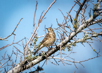 American Pipit along the Shadow Creek Ranch Nature Trail in Pearland, Texas!