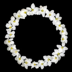 Round frame made of white apple tree flowers on black backdrop. Festive creative contrast mock up for spring holidays. Valentine's Day, Mother's Day, Birthday. Top view, copy space.