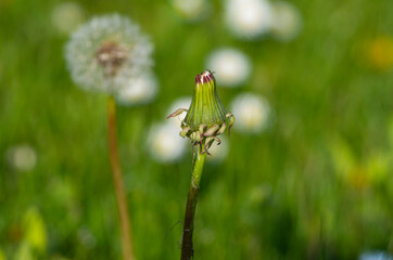 A dandelion bud in a green meadow, dandelion clocks ( blowballs) in the background