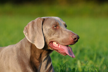 Weimaraner dog, hunting dog