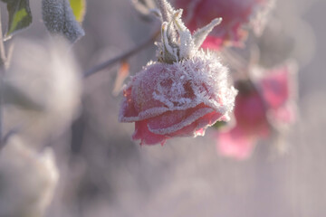 Gefrorene Rose - Winter 