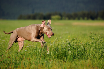 Weimaraner dog, hunting dog