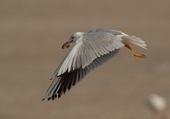 Slender-billed gull holding bread at Busaiteen coast of Bahrain