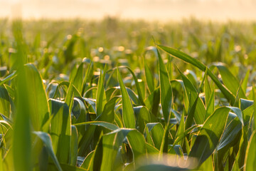 Corn fields during morning sunrise at Mae Sariang district Mae Hong Son province Thailand.