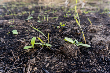 Stock photo of small plant growing in the forest in dry ground.