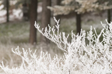 Detalle de los efectos de la cencellada sobre las ramas. Tomada en Burgos en enero de 2021.