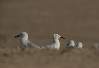 Slender-billed gulls at Busaiteen coast of Bahrain
