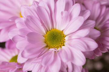 Beautiful Daisy flower texture close up