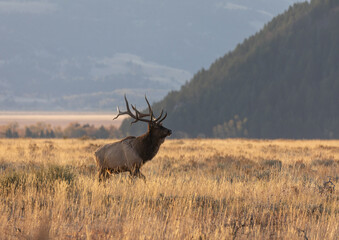 Bull Elk in Grand Teton National Park Wyoming in the Fall Rut
