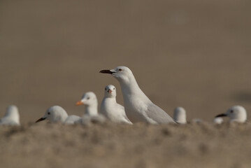 Slender-billed gulls at Busaiteen coast of Bahrain