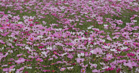 Cosmos flower garden farm meadow