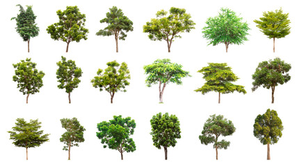 Isolated trees collection on white background